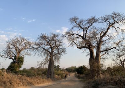 Sotto l’albero